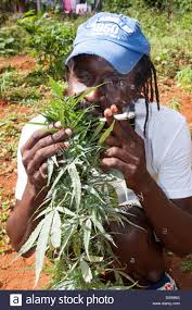 Resultado de imagen de porro jamaicano